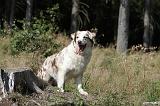 BERGER AUSTRALIEN 014